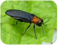 Adult red-necked cane borer