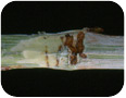 Red-necked cane borer damage – bark scraped to reveal tunneling