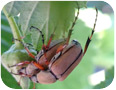 Accouplement du scarabée du rosier