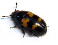 Sap beetle adult (also known as picnic beetle)