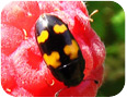 Sap beetle adult on ripe fruit