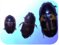 Sap beetle – three different species