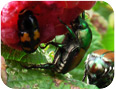 Sap beetle with Japanese beetles