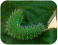Raspberry sawfly larva
