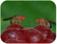 SWD flies on fruit