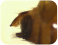 SWD ovipositor on female fly