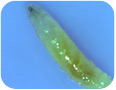SWD larva