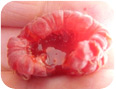 SWD damage to raspberry