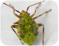 Tarnished plant bug – 5th instar nymph