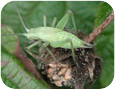 Tree cricket nymph