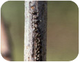 Tree cricket egg laying scar