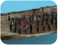 Tree cricket - cross section of egg laying scar showing one or two eggs