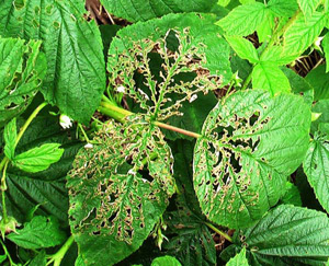 Seletonized leaves within a raspberry planting
