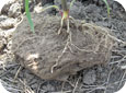 Crops grown in compacted soils often have a restricted root system