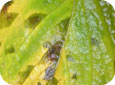 Symptom of angular leaf spot - yellowing on upper leaf surface