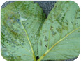 Exsudat bactérien sur la surface inférieure des feuilles vu dans des conditions très humides