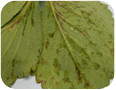 Symptoms of angular leaf spot on lower leaf surface