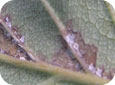 Symptom of angular leaf spot infection - white flaky dried up ooze