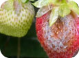 Lésion typique d’une infection par la moisissure grise dans les fraises