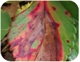 Symptômes foliaires causés par la brûlure des feuilles sur cultivar Malwina