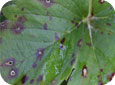 Leaf spot lesions with white center