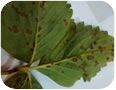 Common leaf spot symptoms on lower leaf surface