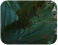 Common leaf spot symptoms