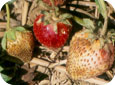 Fruit infecté par la pourriture amère