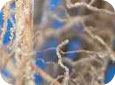 Nematode lesions on roots 