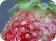 Powdery mildew damage on fruit 