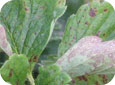 Leaf curl and  purple discolouration on leaves infected with powdery mildew