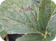 Powdery mildew symptoms on leaf