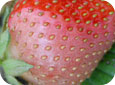 Symptoms of recent sunburn or sunscald on fruit