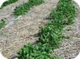 Cyclamen mite - stunted plants in field