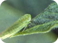 Adulte de la cicadelle de la pomme de terre 