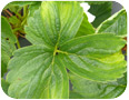 Yellowing, progressing inwards from the leaf edge, is typical of PLH injury