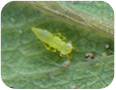 Potato leafhopper nymphs on underside of strawberry leaf
