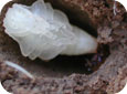Root weevil pupa in soil 