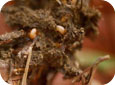 Root weevil larvae feeding on strawberry crown