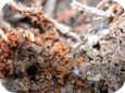 Reddish granular “frass” indicative of root weevil feeding 