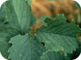 Leaf notching caused by root weevil adults