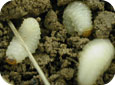 Root weevil larvae