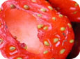 Dommages sur le fruit causes par les limaces