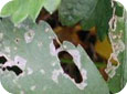Dommages typiques causés par les limaces sur les feuilles