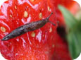 Slug feeding damage on fruit