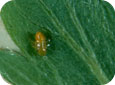 Spittle bug nymph