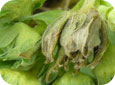 Older damage from strawberry clipper weevil: dried up bud