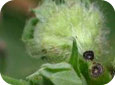 Pédoncule sectionné par l’anthonome de la fleur du fraisier