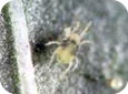 Two-spotted spider mite nymph with egg