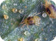 Two-spotted spider mite adults, nymphs and eggs 
